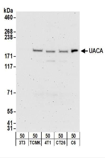 UACA Antibody (aa1-50)