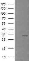 PathPlus™ BTLA / CD272 Antibody (clone 3D11)