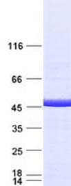 Human IDH1 / IDH Protein (Recombinant Myc-DDK (Flag), C-terminus)