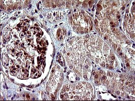 PARVA Antibody (clone OTI1C10)