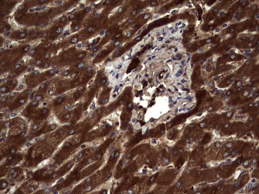 RSPO3 Antibody (aa22-272, clone 3D5, Carrier-free)