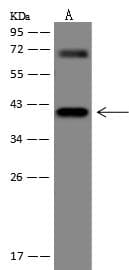 PGC / Pepsin C Antibody (Preservative Free)