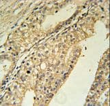 TMEM134 Antibody (aa21-50)