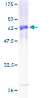 Human MBIP Protein (Recombinant GST)