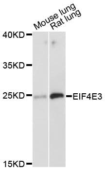 EIF4E3 Antibody