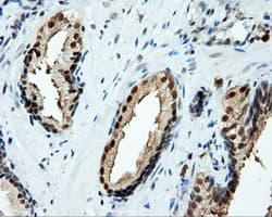 TPMT Antibody (clone OTI5B4)