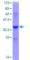 Human ADI1 / ARD Protein (Recombinant GST)