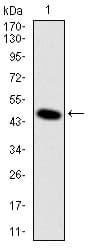 DLK1 / Pref-1 Antibody (clone 3A10)