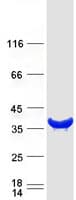 Human KCTD10 Protein (Recombinant Myc-DDK (Flag))