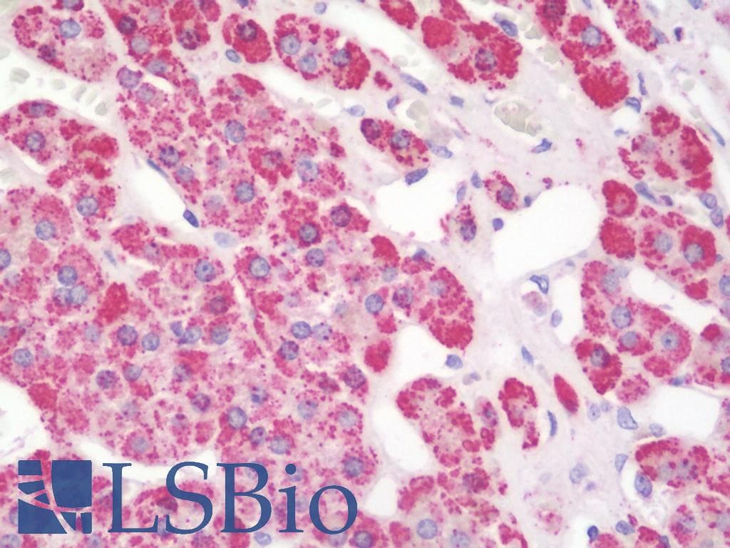 IHC-plus™ Polyclonal Rabbit anti-Human STK25 Antibody (aa325-356, IHC, WB)