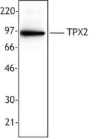 IHC-plus™ TPX2 Antibody (clone 18D5)