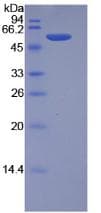 Mouse GZMM / Granzyme M Protein (Recombinant His-GST)