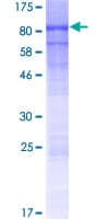 Human GBP6 Protein (Recombinant GST)