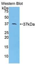 Apolipoprotein A-II Antibody (aa24-102, Biotin)