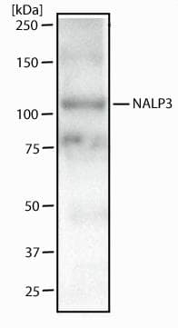 NALP3 / NLRP3 Antibody (aa216-385, clone 25N10E9)
