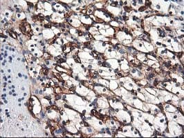 Adiponectin Antibody (aa19-244, clone OTI1H1, Carrier-free)