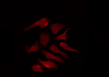 Polyclonal Rabbit anti-Human KCNK17 Antibody (IF, WB)