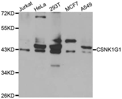CSNK1G1 / CKI-Gamma 1 Antibody