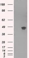 PRKAR2A Antibody (clone OTI4H8, Carrier-free)