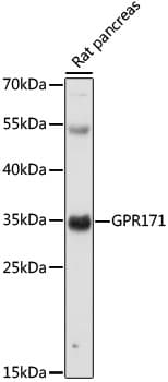GPR171 Antibody