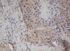 ZFAND5 Antibody (clone OTI1D8)