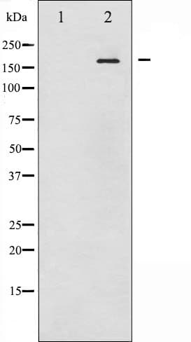 EGFR Antibody (phospho-Tyr1092)