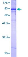 Human KCNF1 / KCNF Protein (Recombinant GST)
