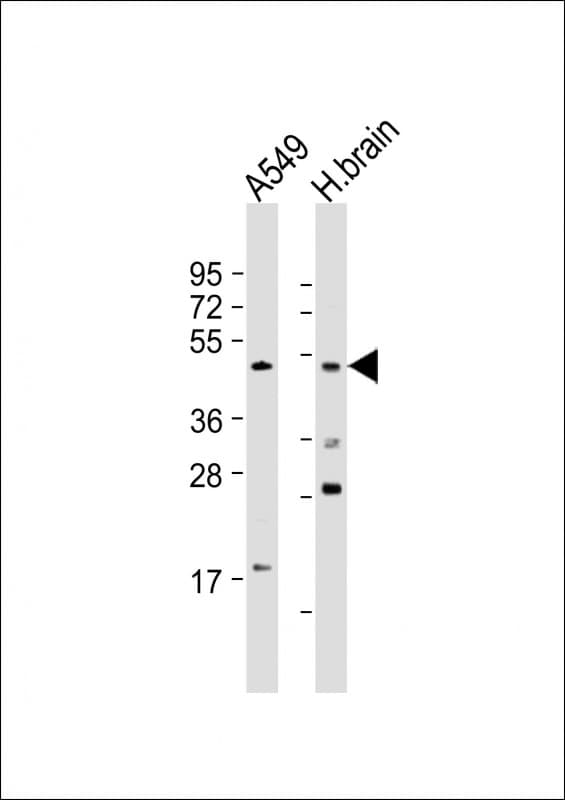 BMP4 Antibody