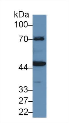 KNG1 / Kininogen / Bradykinin Antibody