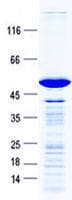 Human DDIT3 / CHOP Protein (Recombinant GST, N-terminus + His, C-terminus)