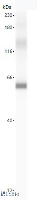 IHC-plus™ ATG16L1 / ATG16L Antibody