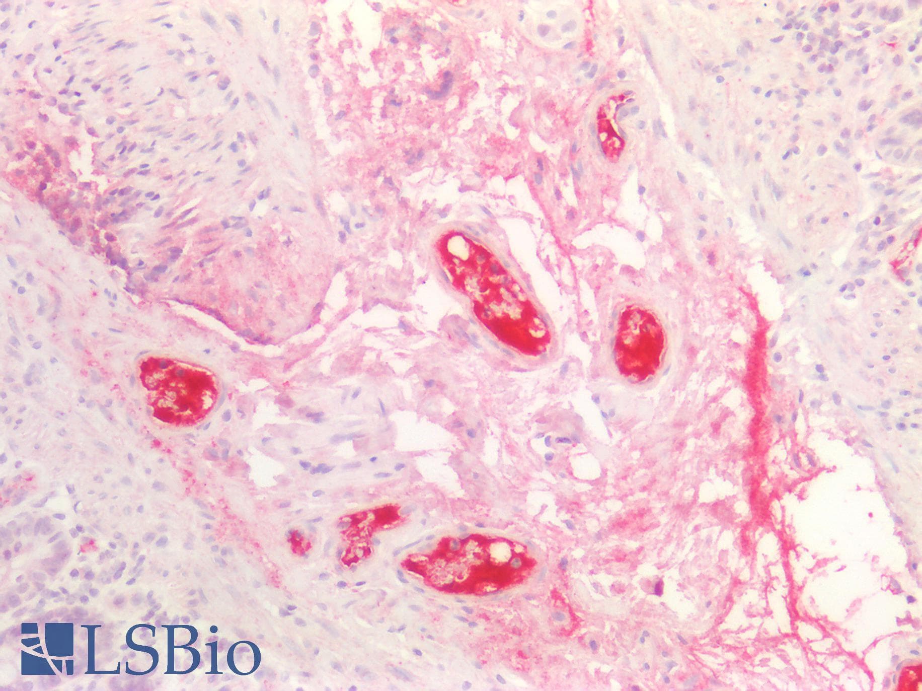 PathPlus™ KNG1 / Kininogen / Bradykinin Antibody (aa251-300)