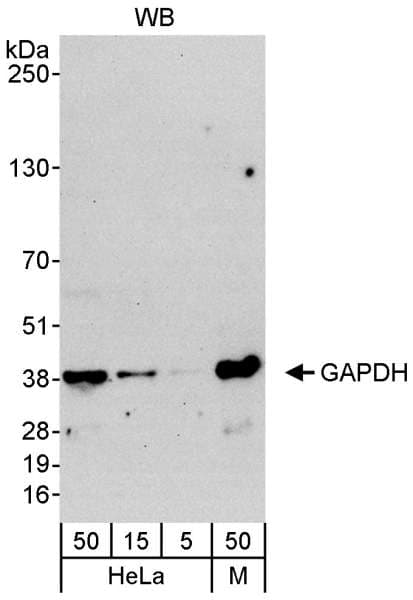 GAPDH Antibody (aa200-250)