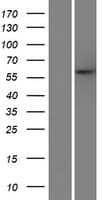 PARPBP / C12orf48 Protein (Over-Expression Lysate Myc-DDK (Flag))