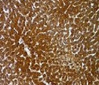 Monoclonal Mouse anti-Human Hepatocyte Specific Antigen Antibody (clone OCH1E5, Azide-free,BSA-free, IHC, IF)