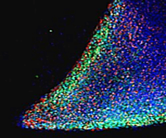 NANOG Antibody (aa144-157)