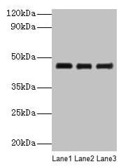 Polyclonal Rabbit anti-Chicken Ovalbumin Antibody (WB)