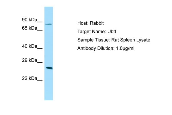 Polyclonal Rabbit anti-Rat UBTF / UBF Antibody (N-Terminus, WB)