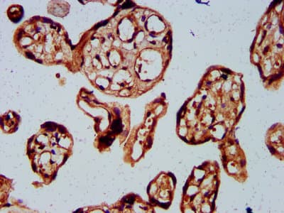 BARHL2 Antibody