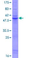 Human G5B / LY6G5B Protein (Recombinant GST)