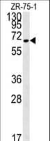 N4BP3 Antibody (aa50-79)