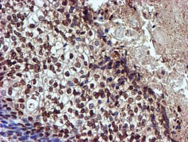 TOMM34 Antibody (clone OTI1G7, Carrier-free)