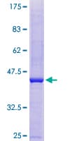 Human SLC25A48 Protein (Recombinant GST)