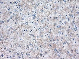 EIF2S1 Antibody (clone OTI5A5)