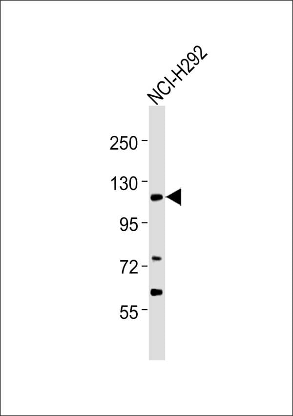 STRN / Striatin Antibody