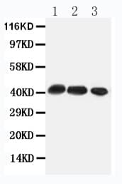 Polyclonal Rabbit anti-Mouse CCR4 Antibody (aa346-360, WB)
