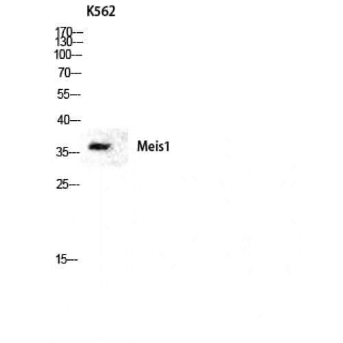 MEIS1 Antibody (Internal)