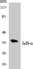 Polyclonal Rabbit anti-Human NFKBIA / IKB Alpha / IKBA Antibody (aa35-84, WB)