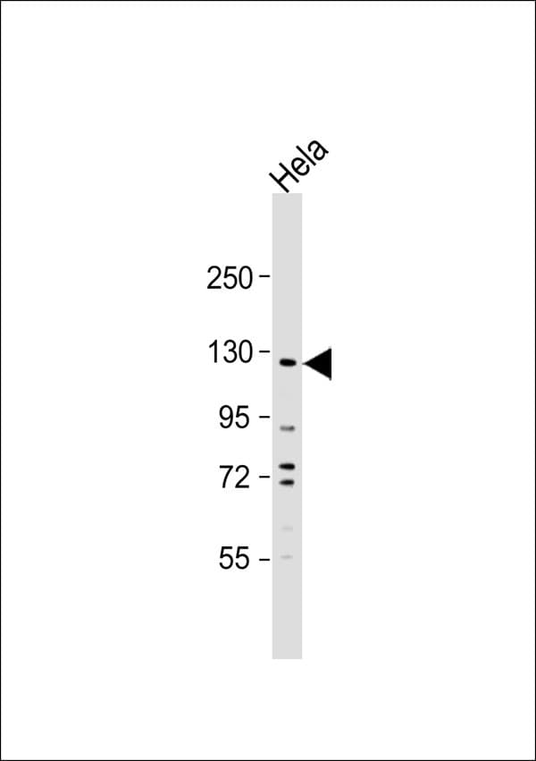Polyclonal Rabbit anti-Human CEBPZ / CBF Antibody (WB)