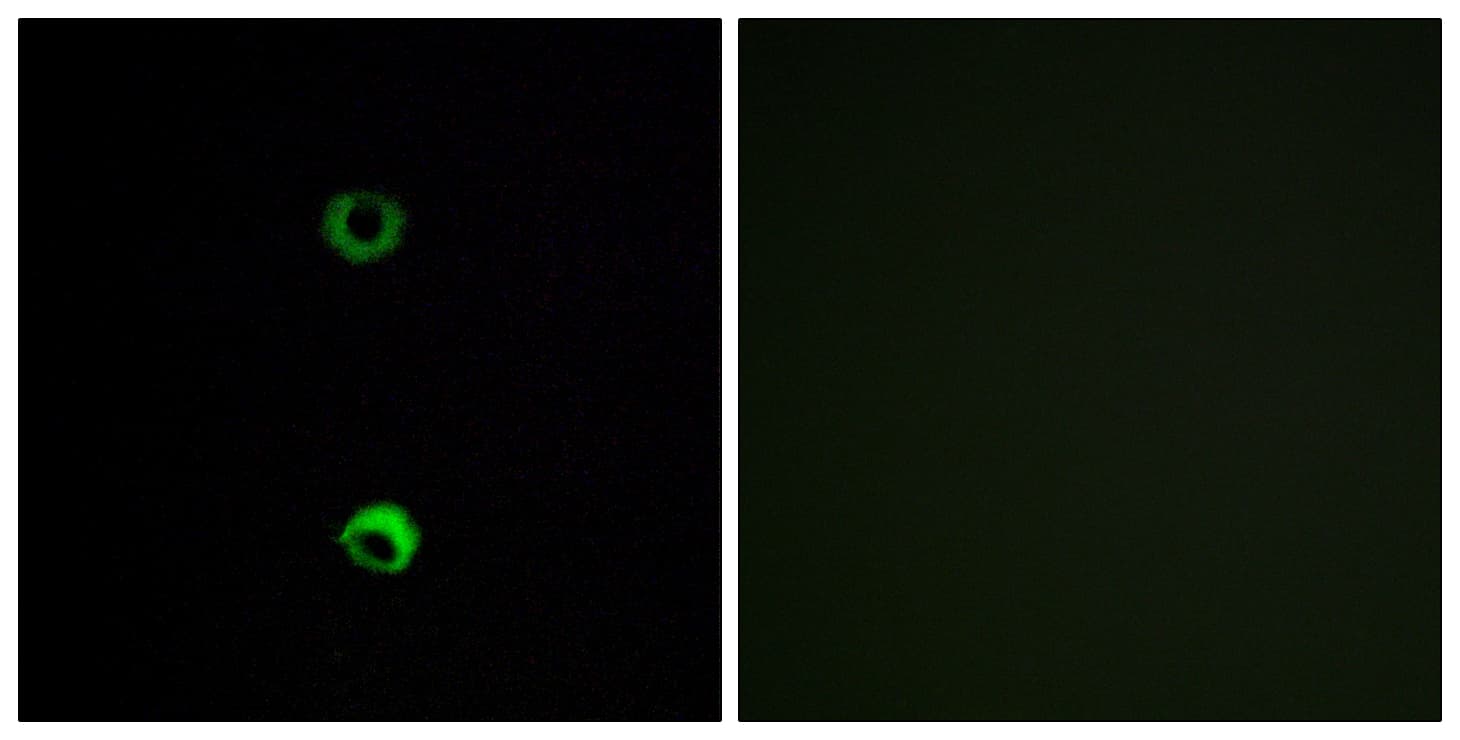 OR3A2 Antibody (aa241-290)